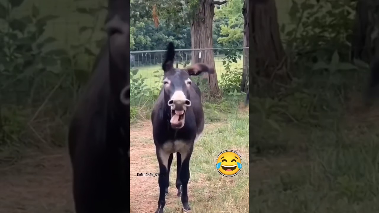 Funny Donkey Ride #donkey #fypシ #donkeyride