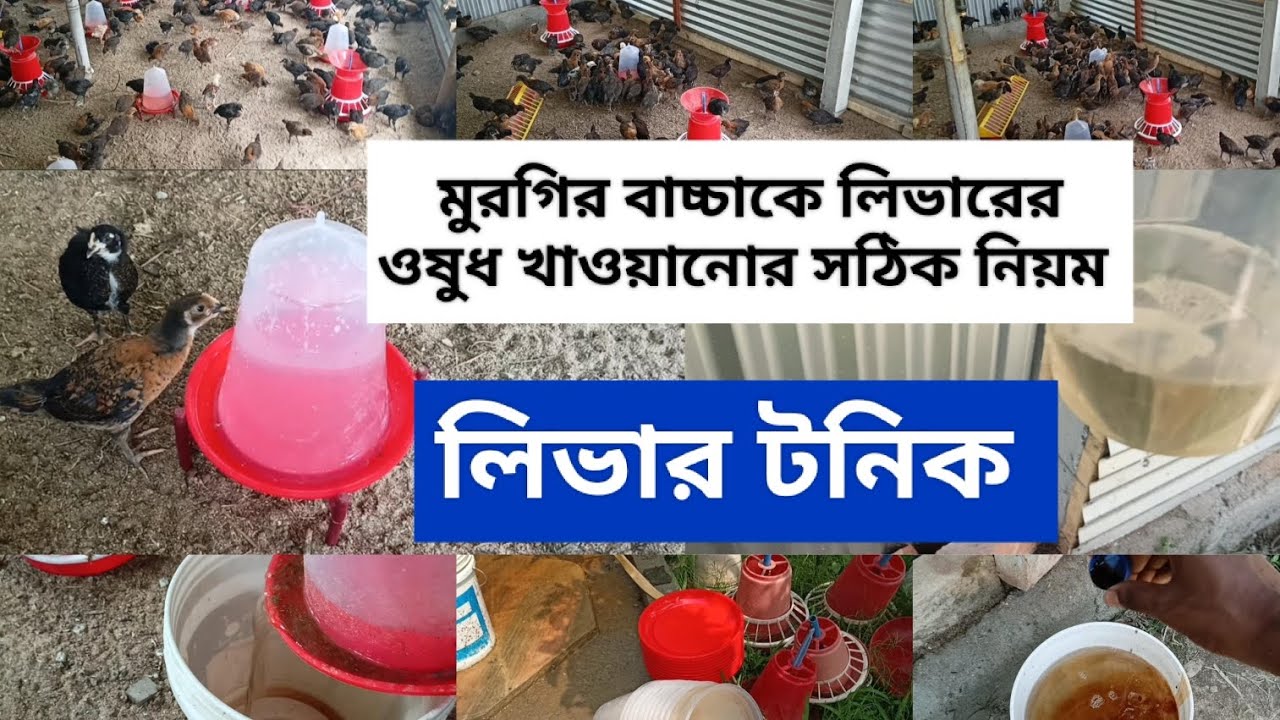 মুরগির বাচ্চাকে কিভাবে লিভারের ওষুধ খাওয়াবেন    Liver tonic/ murgi liver tonic #farming #chicken