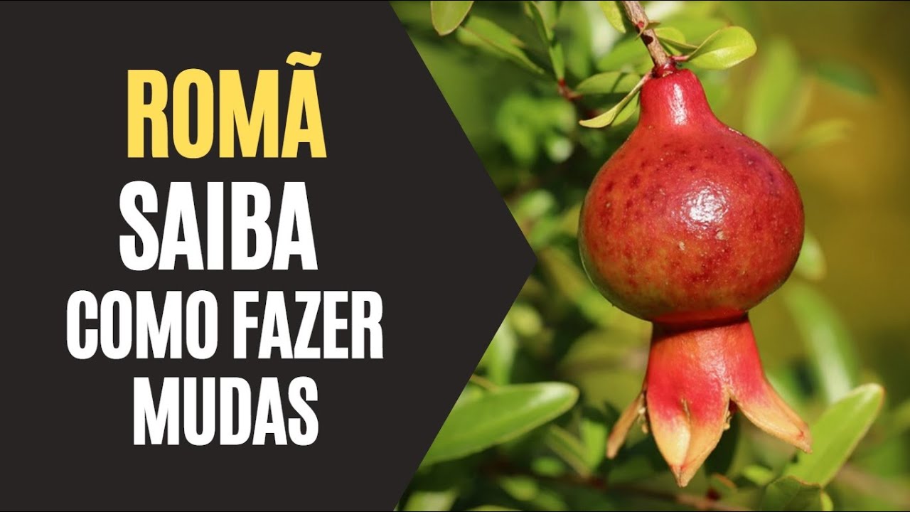 Romã: Saiba Como Fazer Mudas