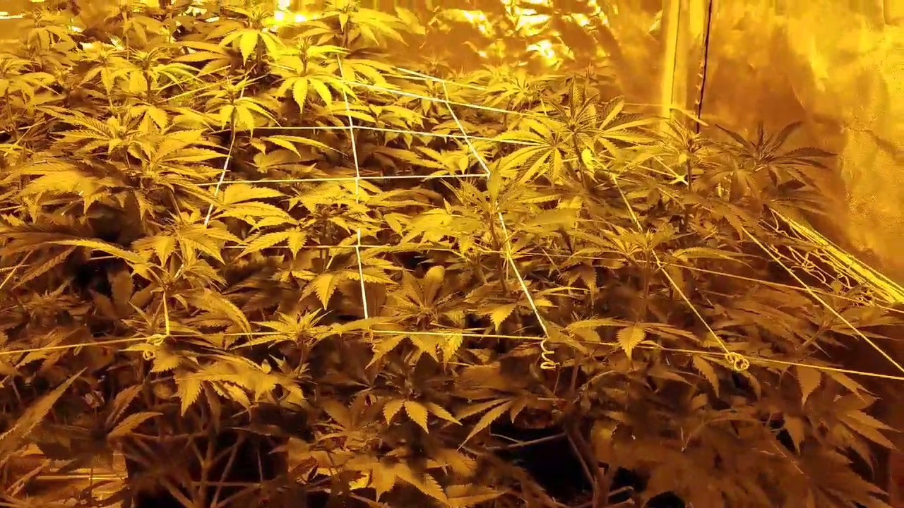 Week 2 in Flowering : Growing Weed From Seedling to Harvest - SUBSCRIBE!
