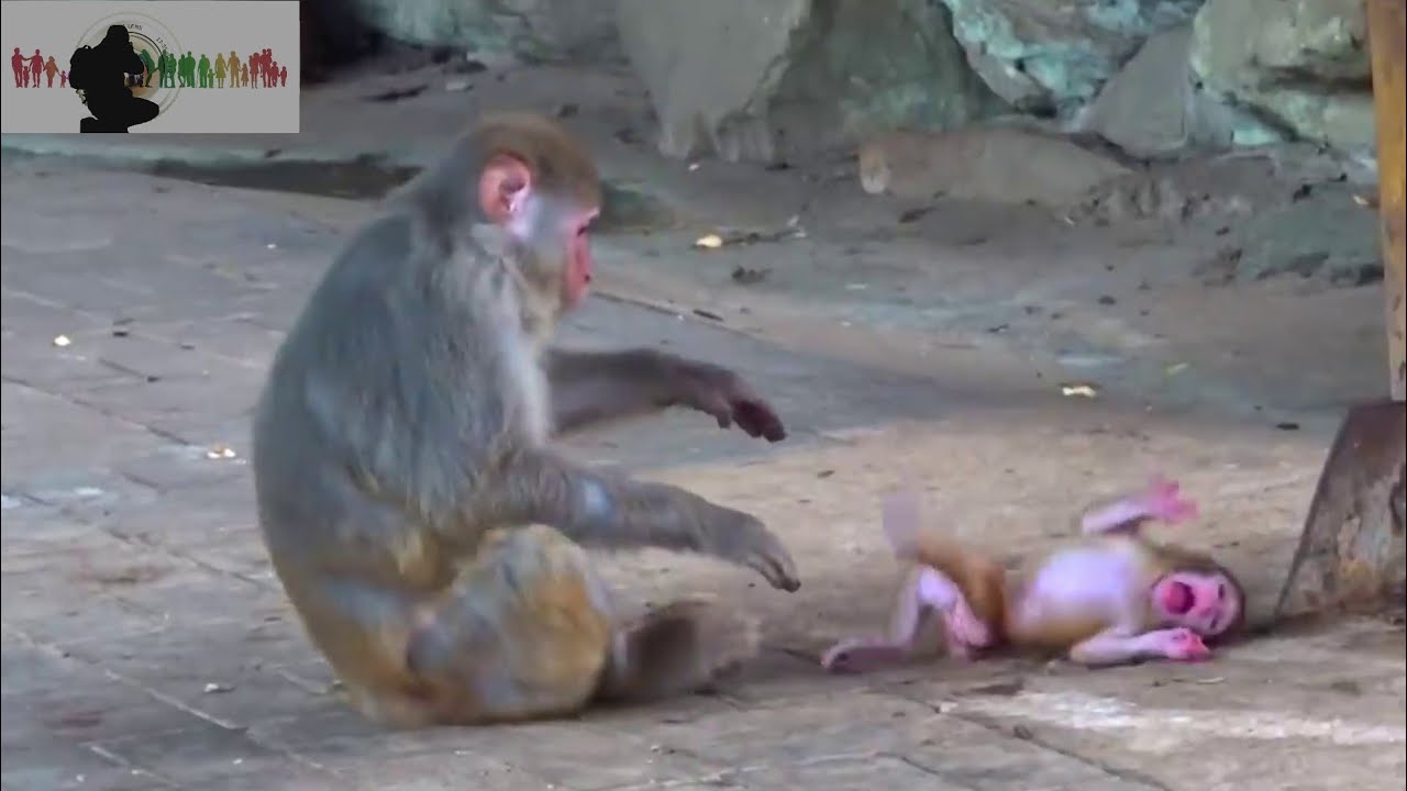 😱OMG 😭Baby monkey was thrown...