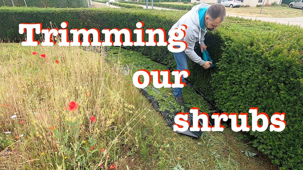 УБОРКА сада перед домом: пора подстричь кустарники [ЗАМЕДЛЕННАЯ СЪЕМКА]