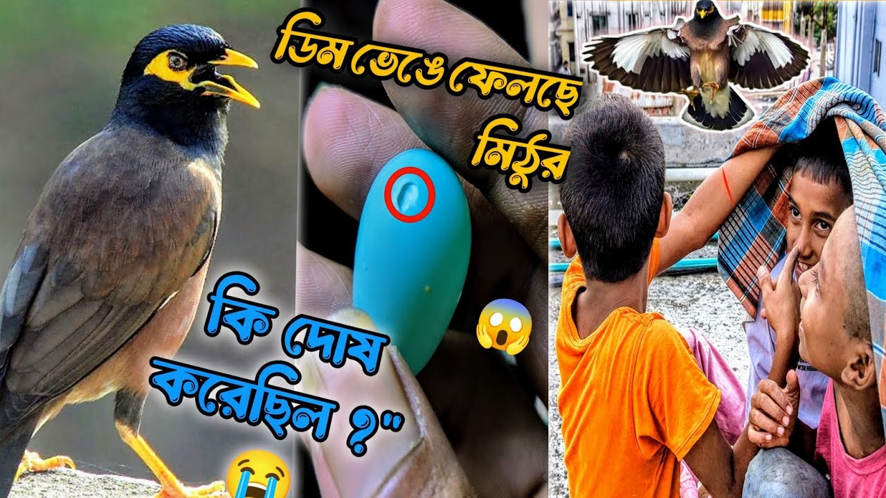 মিঠুর ভাঙা ডিম: সত্যি কি ওর দোষ? | #birds #shalikpakhi #minivlog#পোষাপাখি #brokenegg