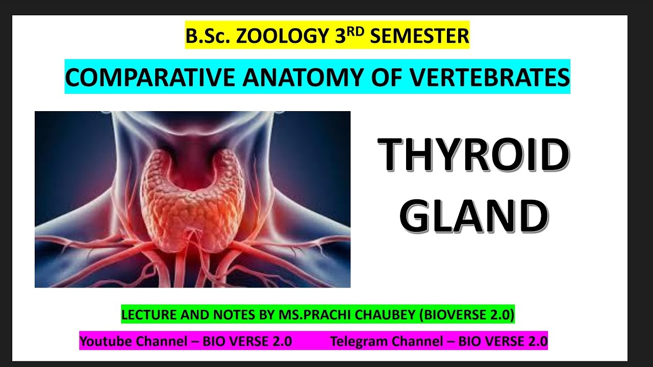 B.Sc Zoology Thyroid Gland notes 