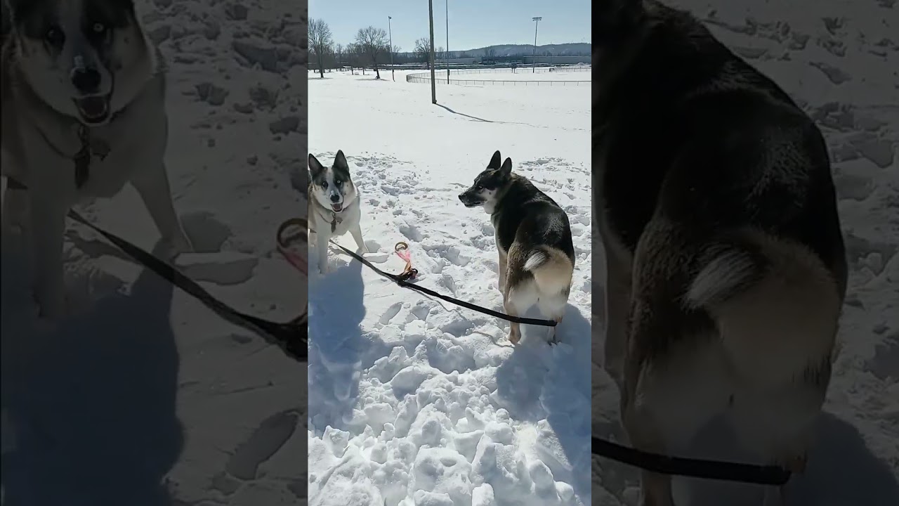 Playing in the epic snow