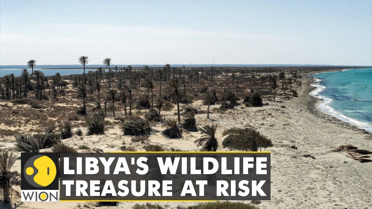 Libya's wildlife treasure island at risk of ruin| Island of Farwa threatened by pollution| WION News