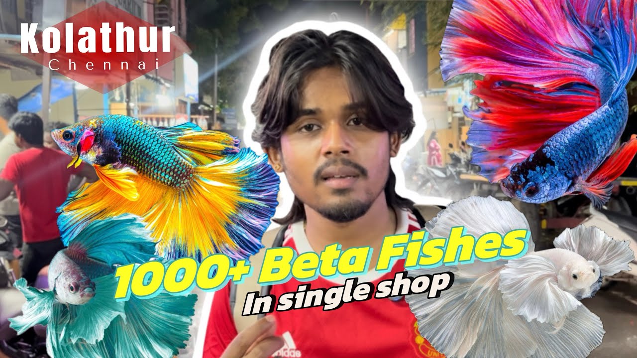 1000+ Beta Fishes in single shop 😳 | Kolathur Fish Market | Chennai pet market | Beta fishes Chennai