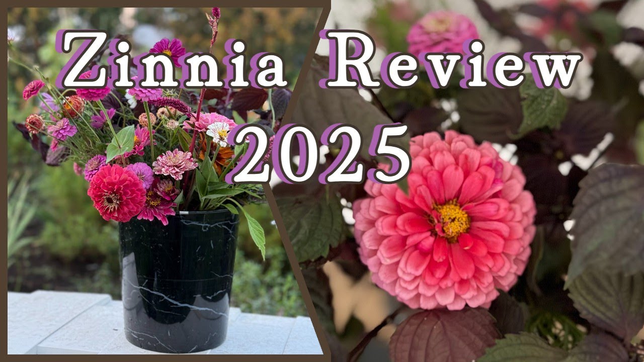 Reviewing This Season's Zinnia 2025