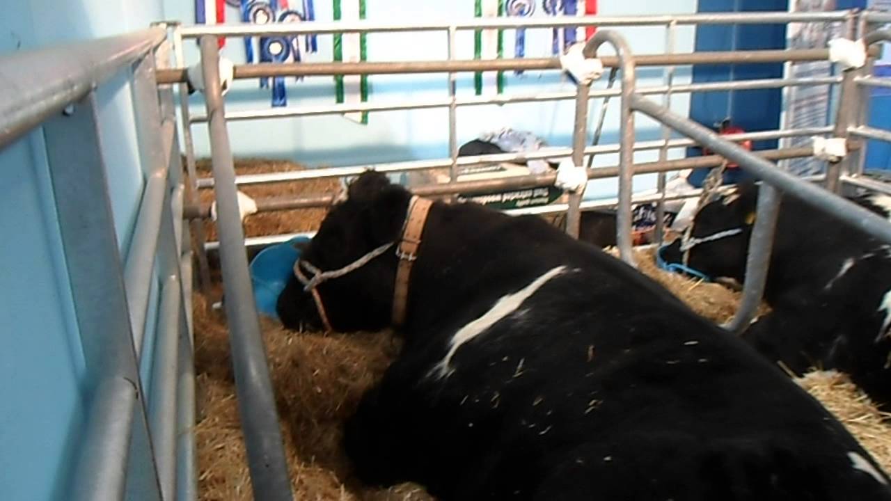 British Blue Cattle Society