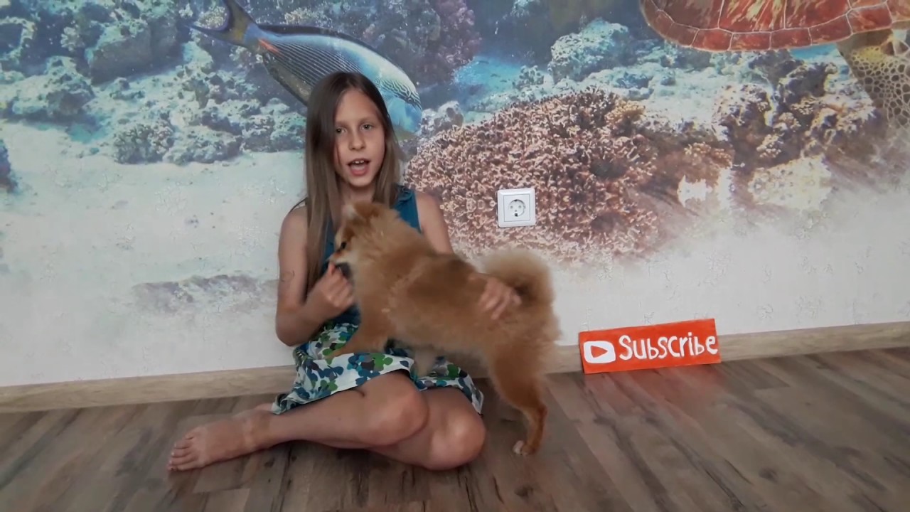 Как научить собаку команде лижать/ВЕРО ТВ😆