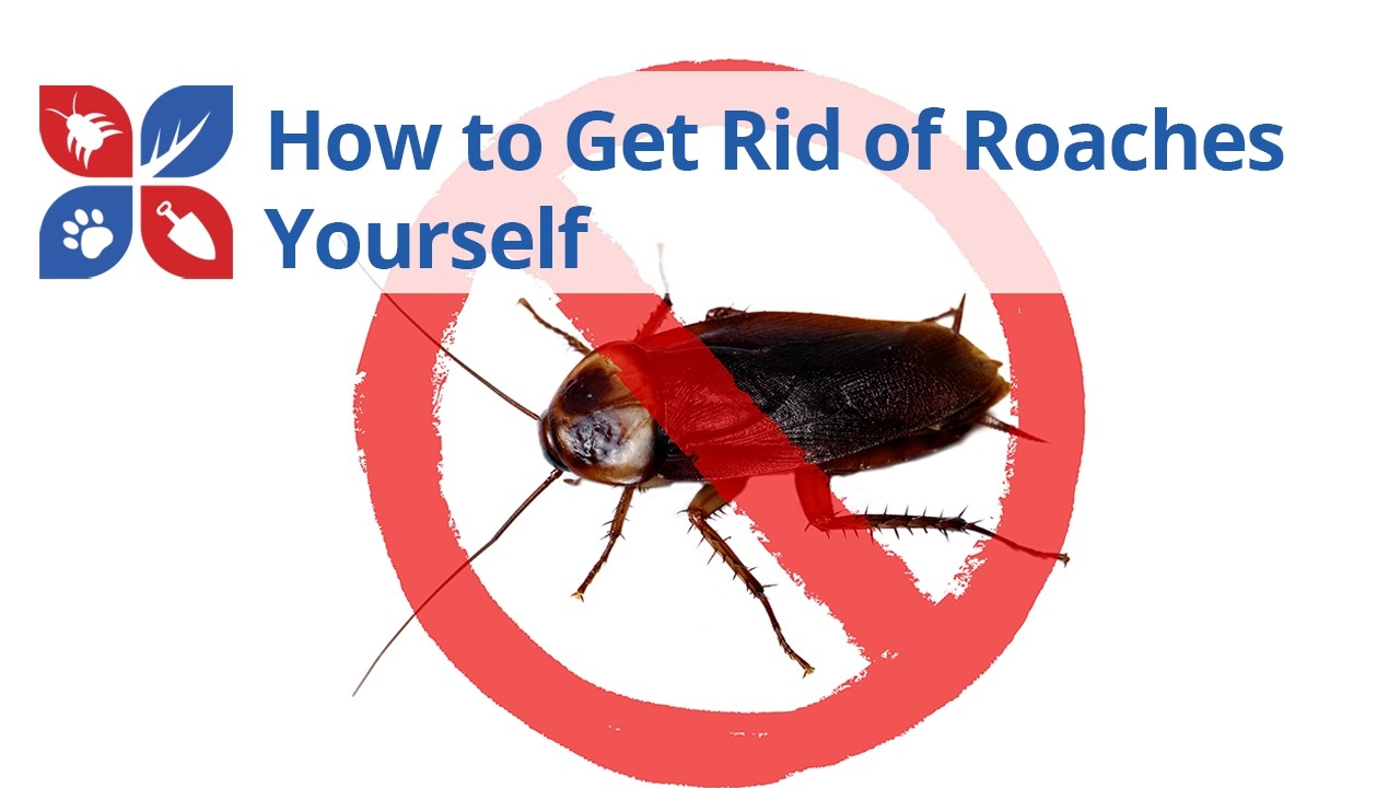 Roach Treatment - How to Get Rid of Roaches Yourself | DoMyOwn.com