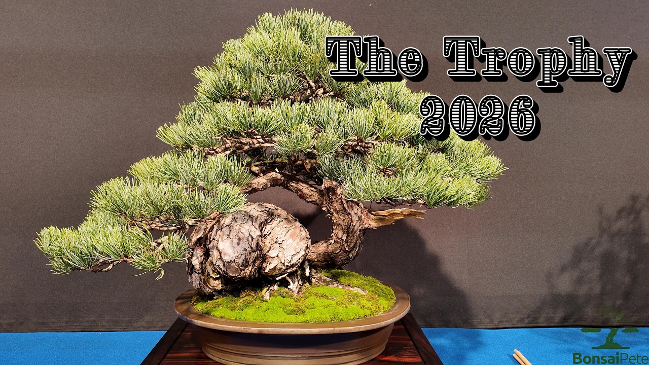The Bonsai Trophy 2026. Meine Highlights