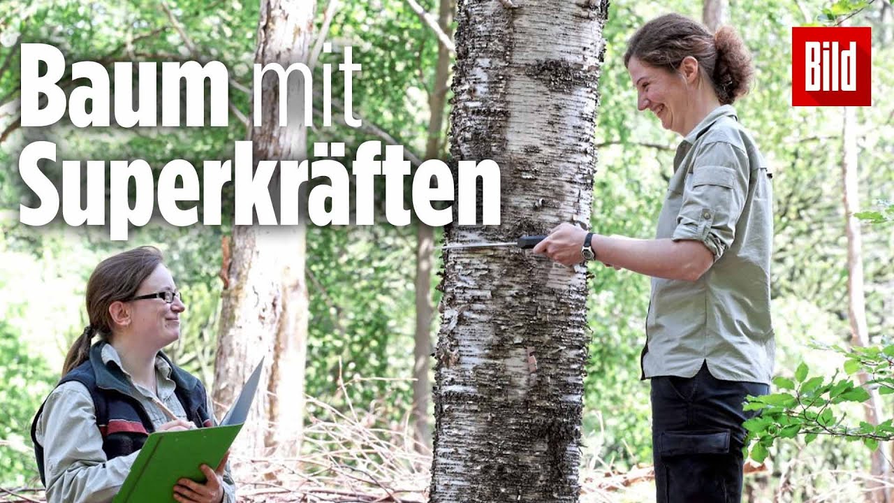 Hier wird an einem Baum geforscht, der dem Klimawandel stand hält