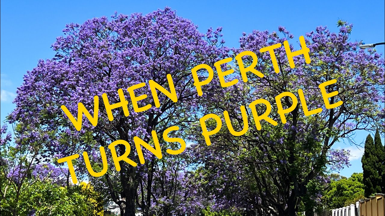 300. Jacarandas Are Out and Burned Wireless Hill