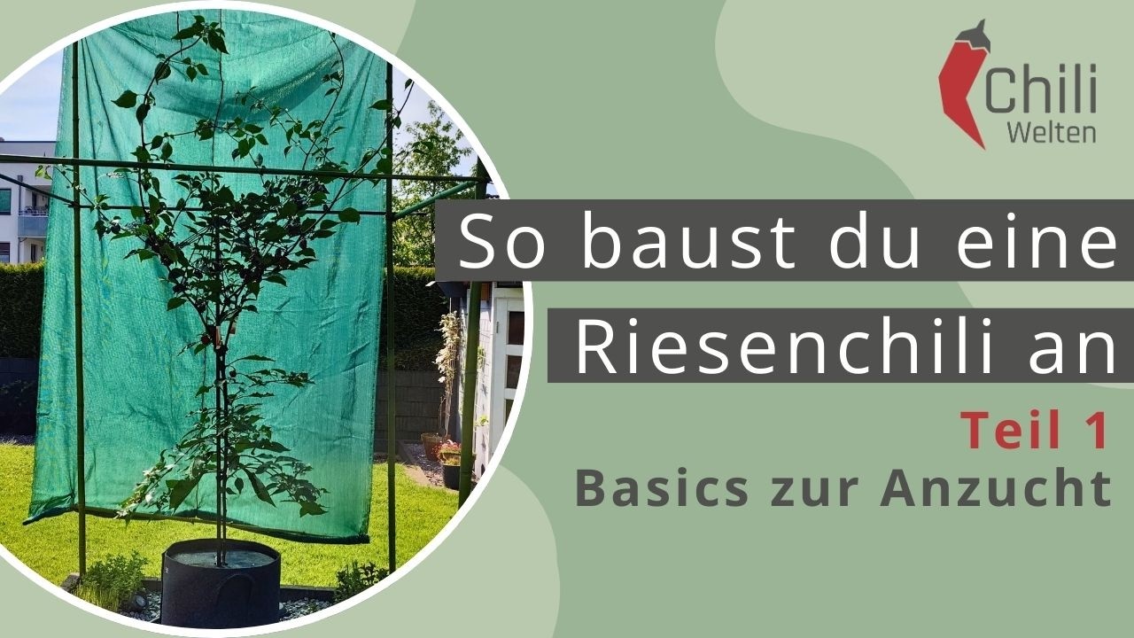 Anleitung zum Anbau einer Riesen-Chili - Teil 1