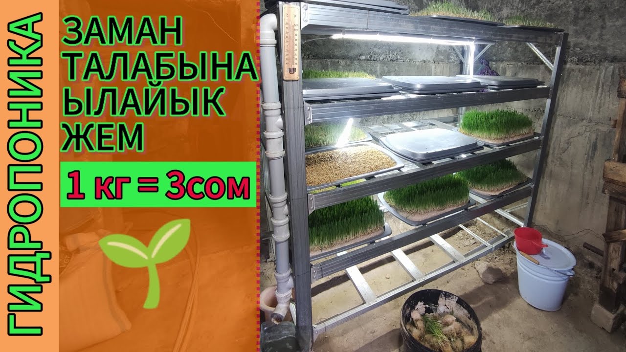 ГИДРОПОНИКА өстүрүү. +996553103020 Сиз сурадыңыз, биз аткардык!
