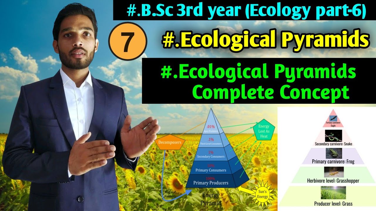 Ecological Pyramids || Pyramid of Number, Biomass and Energy||Ecology part-7||B.Sc -3rd year Zoology