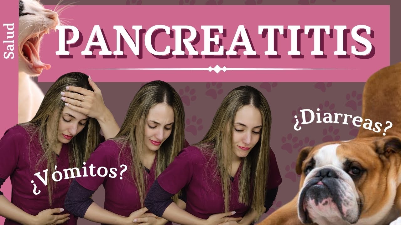Mi perro/gato tiene vómitos y diarreas... ¿PANCREATITIS?