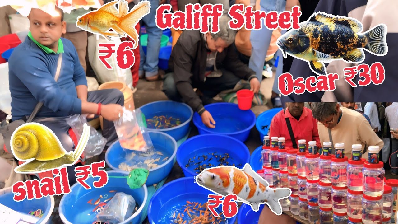 Galiff Street Fish Market || Only Sunday ||Recent Update || Galiff Street Fish Market Kolkata || 