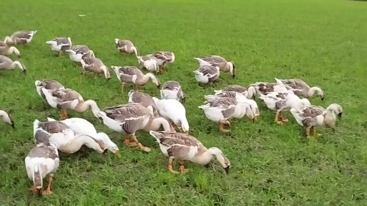 অন্য হাঁসের তুলনায় রাজাহাঁস পালন করা লাভ না লস 🦢 onn haser thake raja has palon kora lav laki los