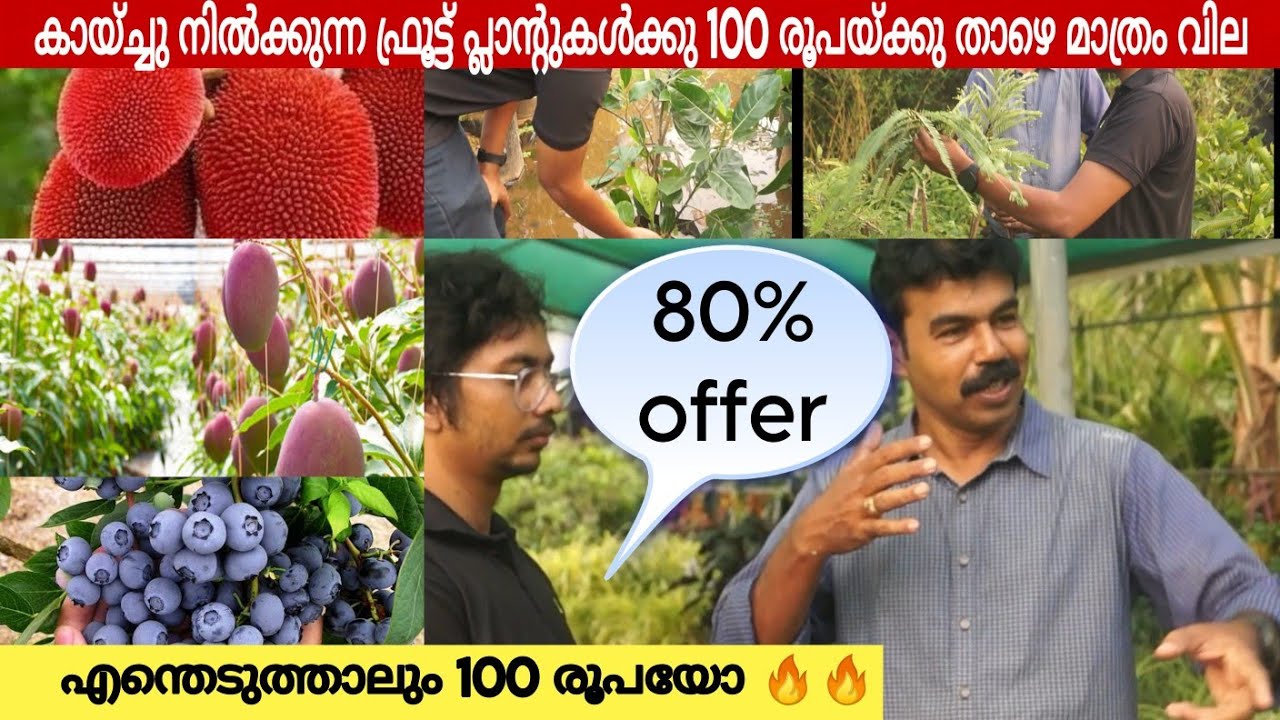 ഇത്രേം വിലക്കുറവിൽ ഫ്രൂട്ട് പ്ലാന്റുകൾ വേറെ എവിടെയും കിട്ടില്ല | TOP WHOLESALE NURSERY | fruit plant