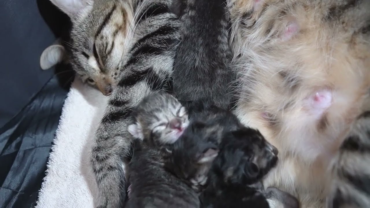 Котенок, пьющий материнское молоко во время крика, был слишком милым