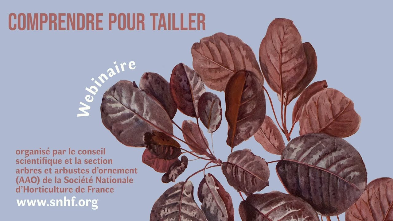 Comprendre pour tailler : Pistes pour le jardinier amateur
