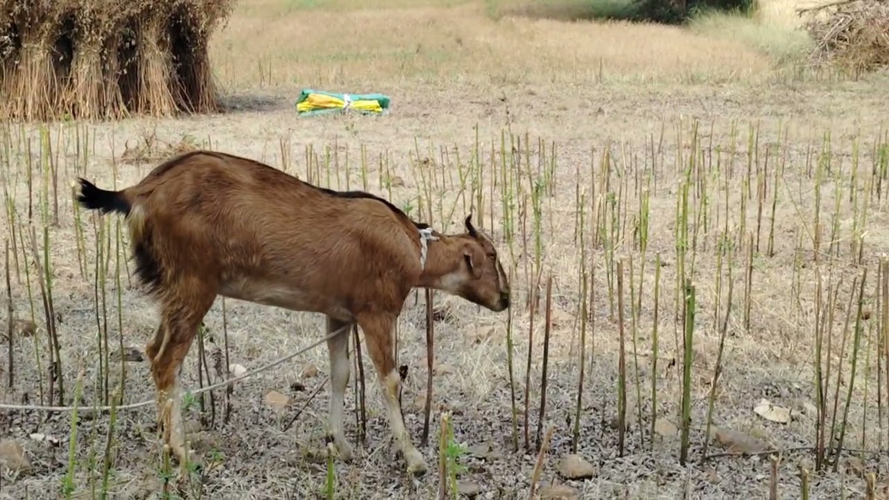 Bakri