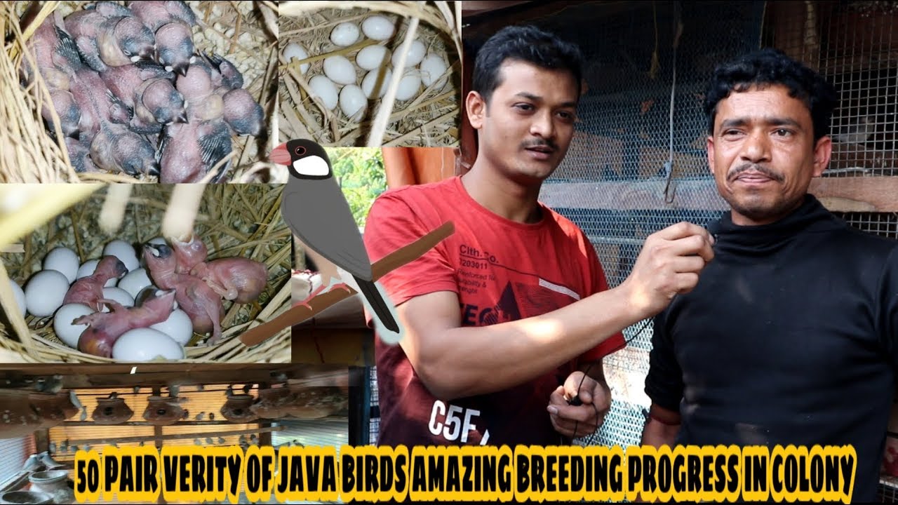 50 Pair Many Verity Of Java Birds Amazing Breeding Progress & colony Setup