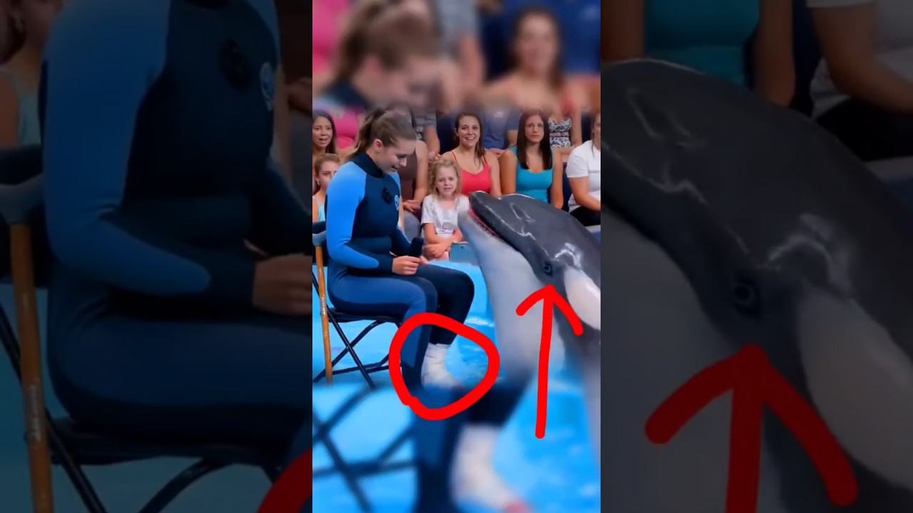 Sad News Jessica and dolphin. Jessica is no more #Jessica #orca #attack #JessicaRadcliffeOrca
