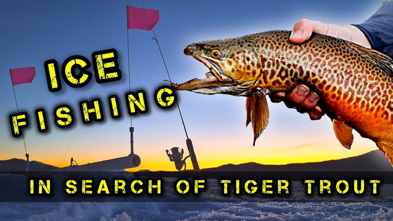 The Hunt For Tiger Trout Continues In 4k- Diamond Lake Oregon Ice Fishing