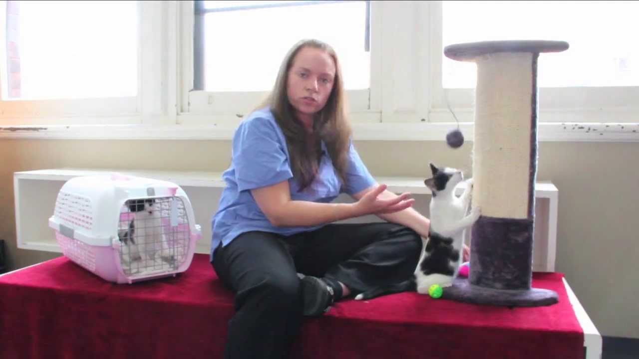 How to care for your kitten so they become a happy, friendly and well-behaved cat