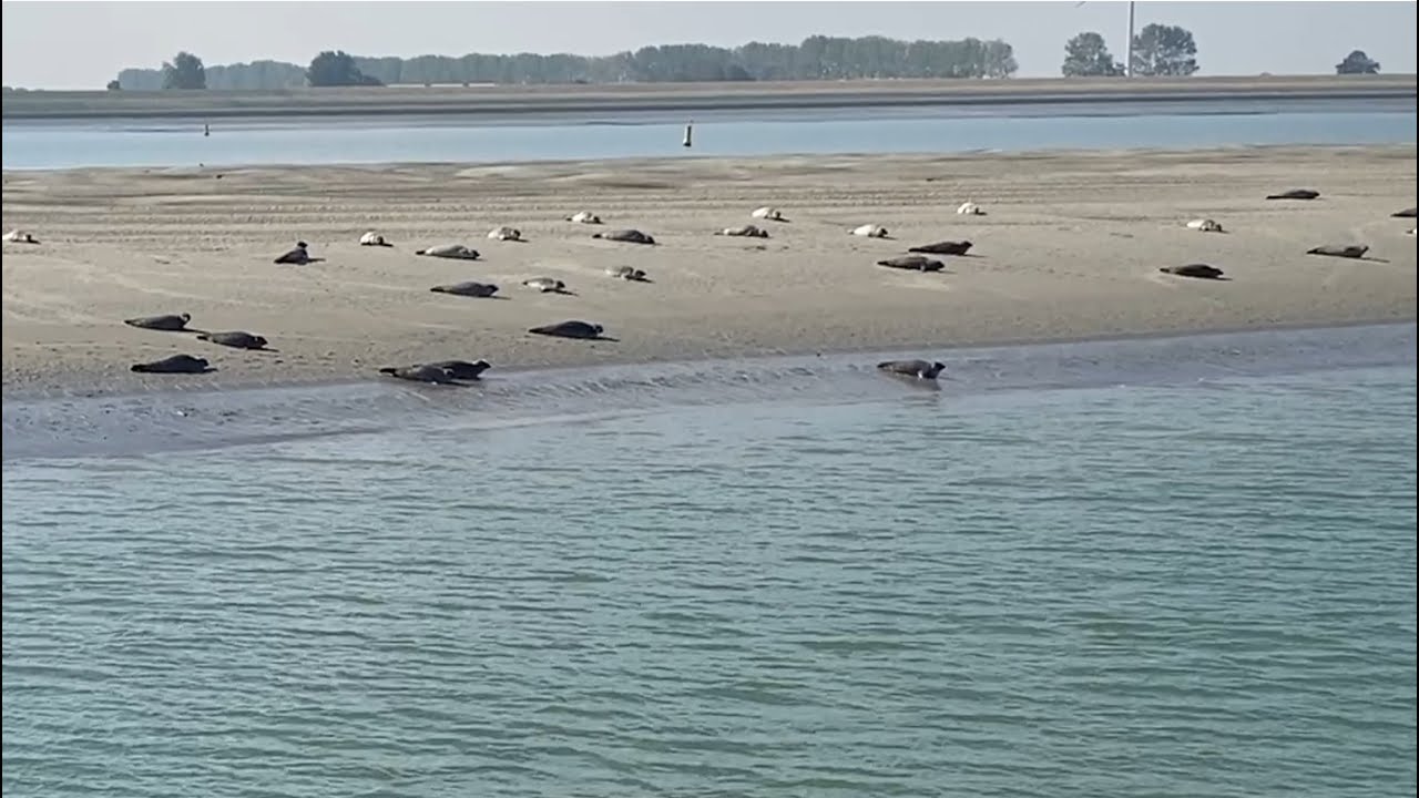 Zeehonden safari Omroep Zeeland