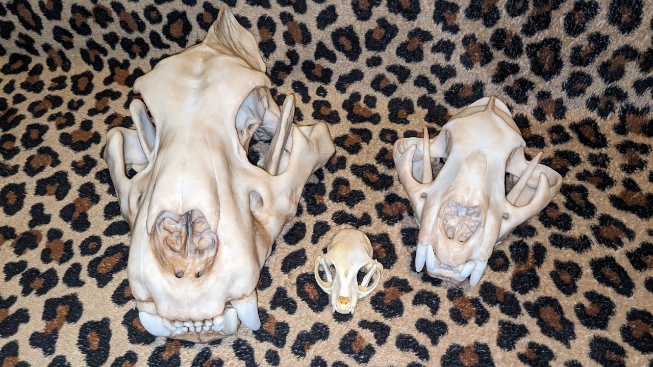Cat Skull Comparison | Lion, Mountain Lion, Domestic Cat | The Skull Seeker