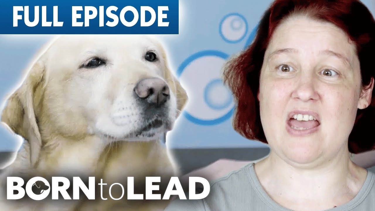 What Happens When a Guide Dog Retires? | Born To Lead Episode 7 | Bondi Vet