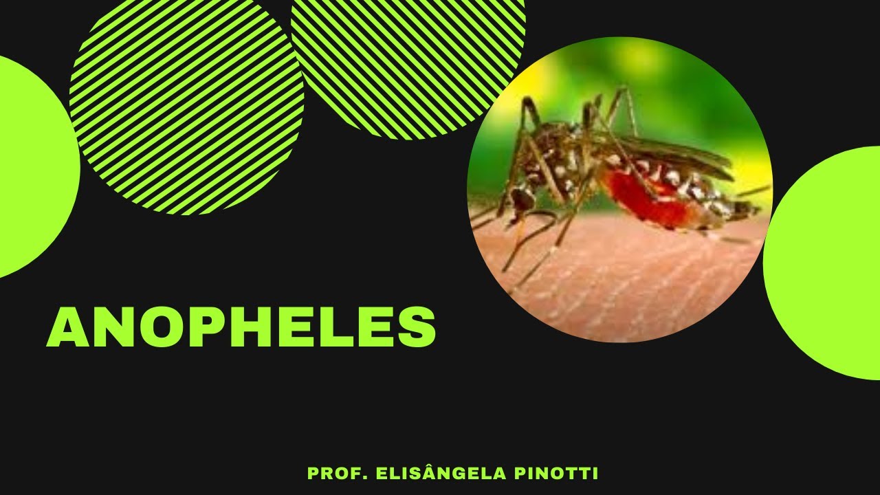 ANOPHELES