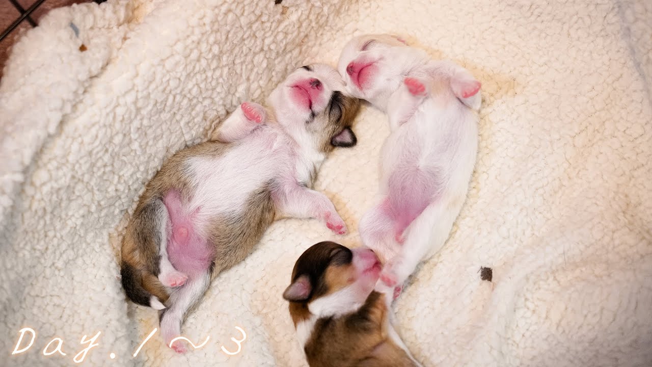 生後数日チビちゃん達は順調です🥰🥰🥰