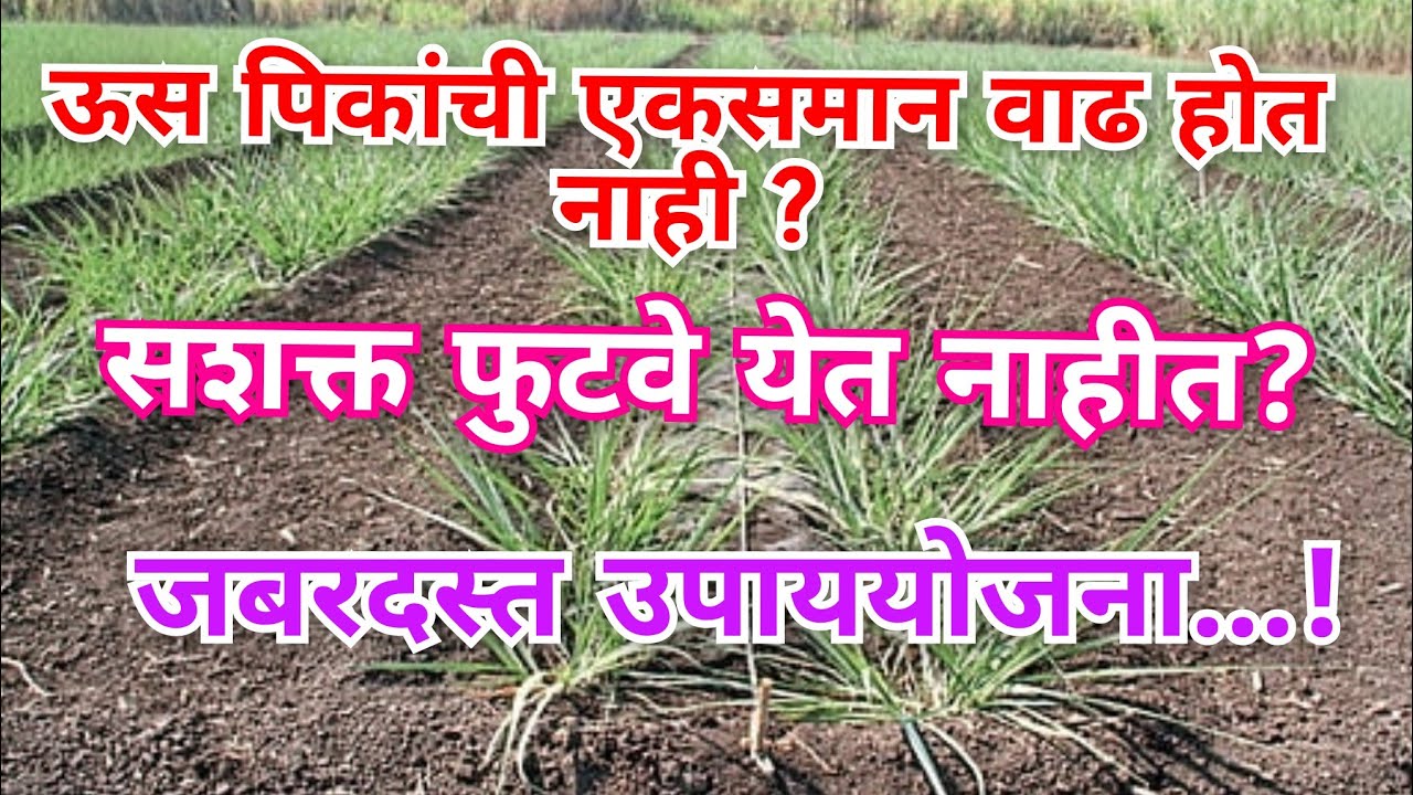 ऊसाची वाढ होत नाही? फुटवे समस्या? उपाययोजना #ऊस #agriculture 