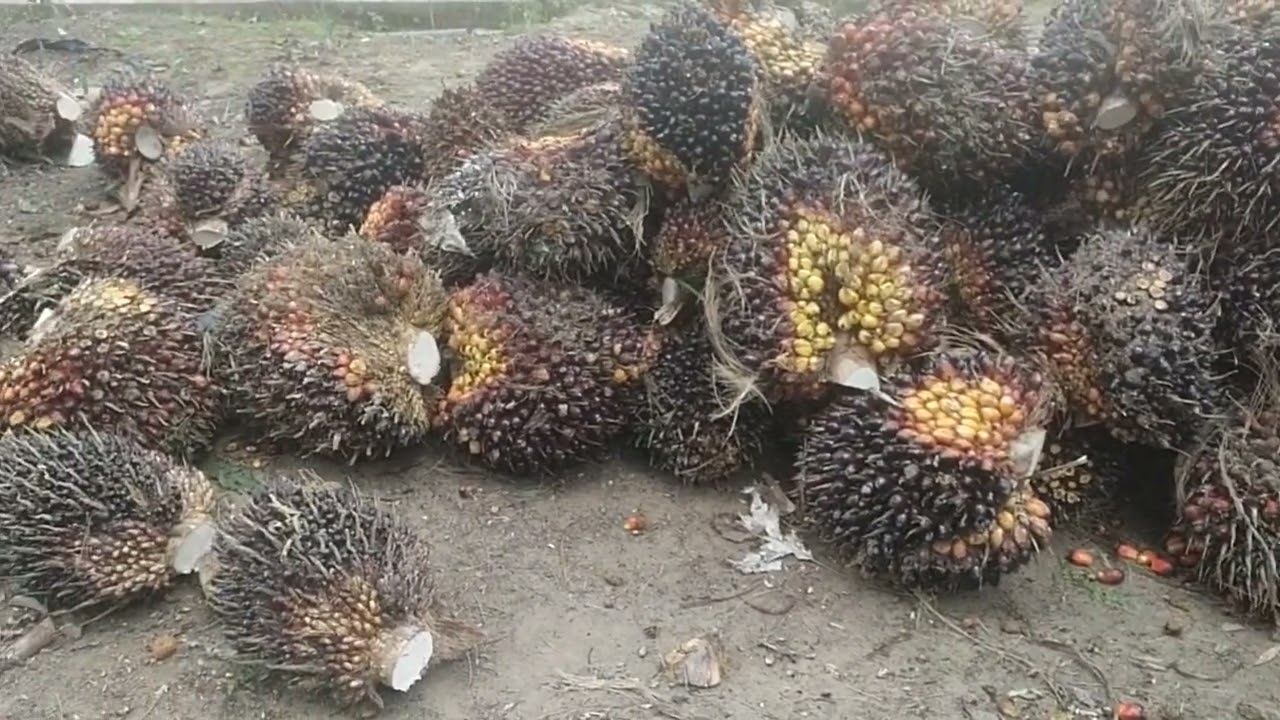 Hasil panen sawit hari dua kapling hasilnya sungguh luar biasa 