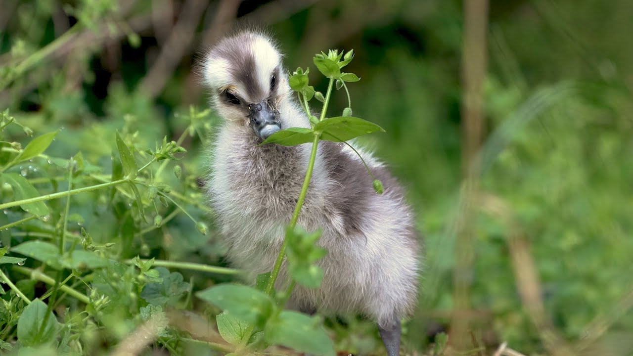 Keeper Talk - Cape Barren Gosling