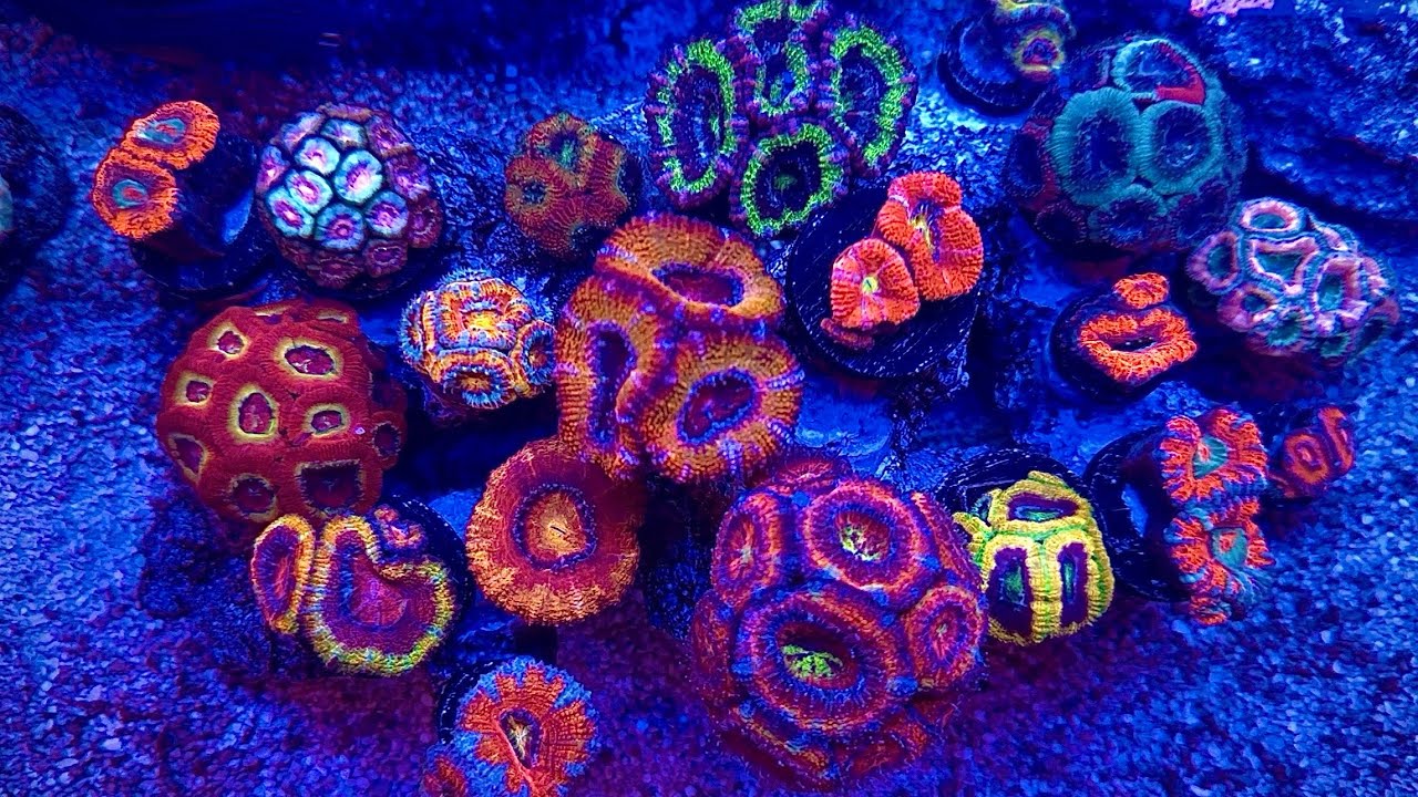 My Innovative Marine 25 Gallon NUVO Fusion PRO 2 AIO Lagoon Aquarium