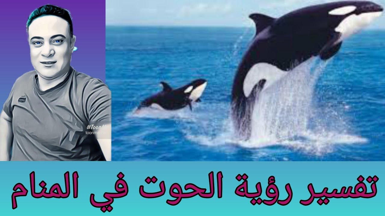 دلالات رؤية الحوت في المنام/تفسير رؤية الحوت في المنام