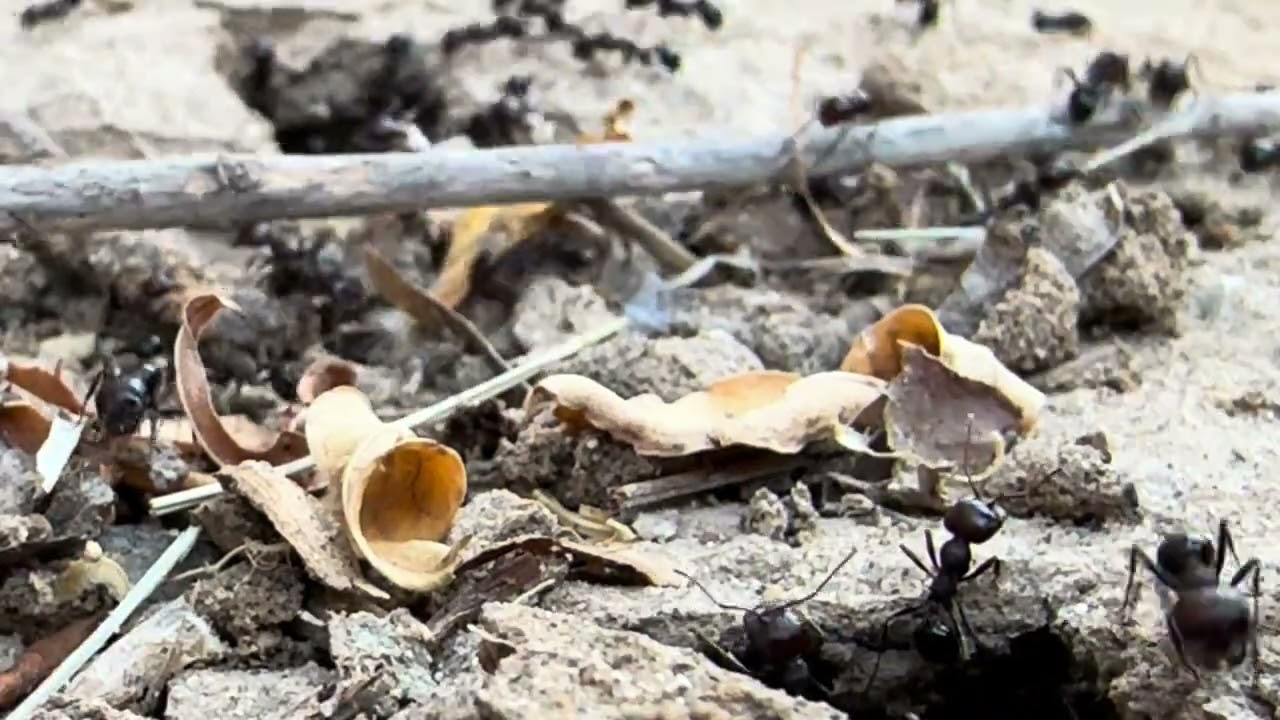 Amazing Ants: Teamwork in Action Outside the Colony! 🐜💪  #ants #insects #antscolony