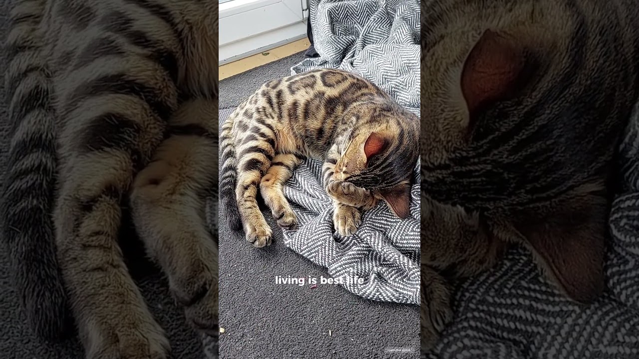 Perfect Life 😻 #adventure #bengal #cat #catlover