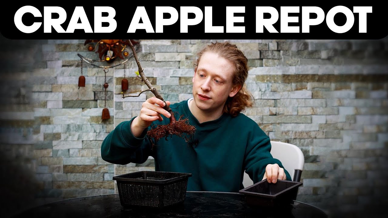 Пересадка дерева бонсай из яблони краба Нагасаки 🍎🌳