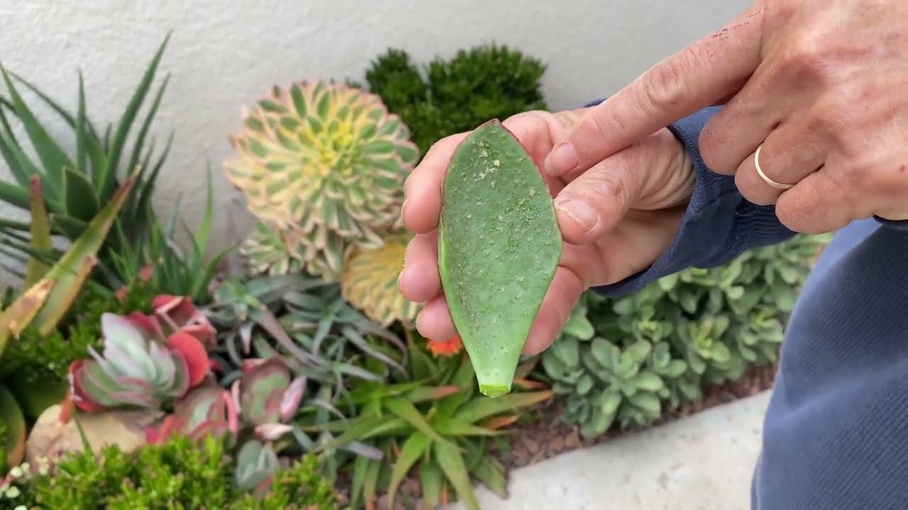 Jewel Box Succulent Maintenance in Coronado June 3 2021