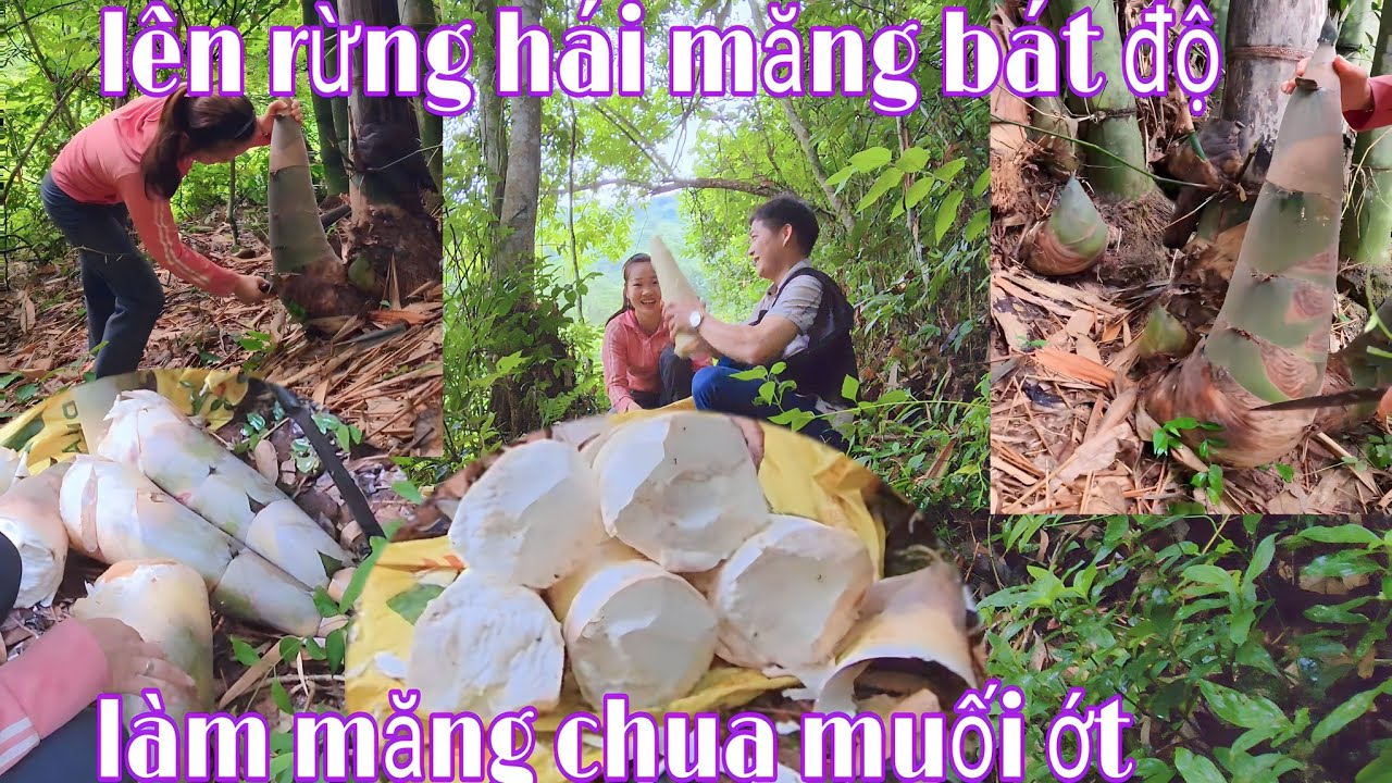 Hái măng bát độ về làm măng chua, măng muối ớt | nhật ký cuộc sống