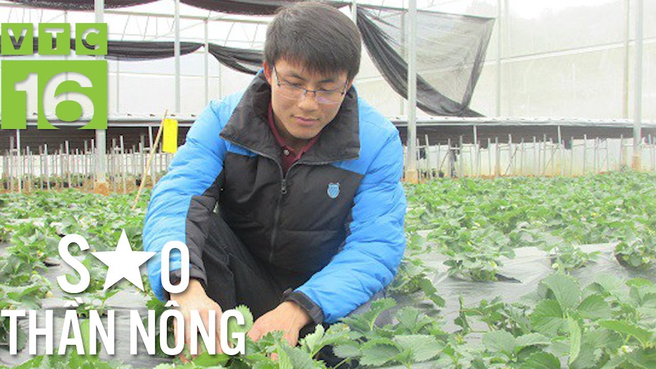 Cử nhân kinh tế về trồng dâu tây, lãi nửa tỷ/năm | VTC16