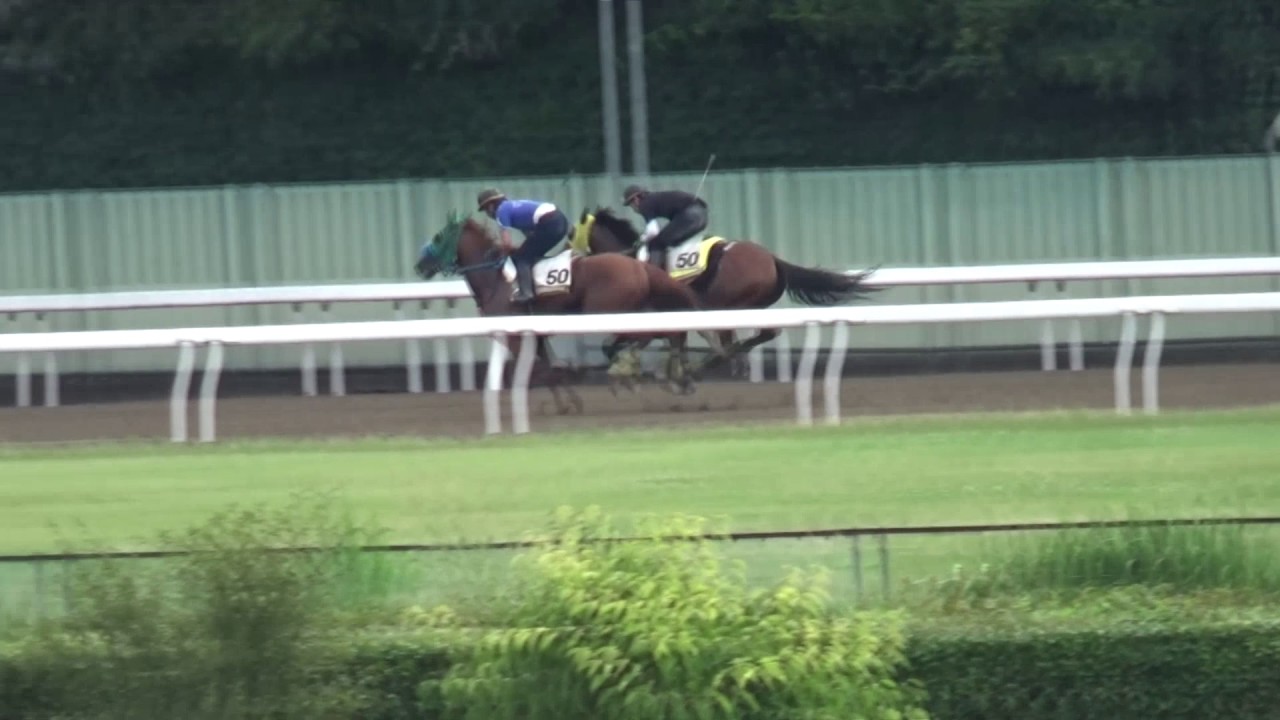 第19回ジャパンダートダービー(JpnⅠ)2017 追い切り動画　サヴァアルジャン　2017/07/06　浦和競馬場