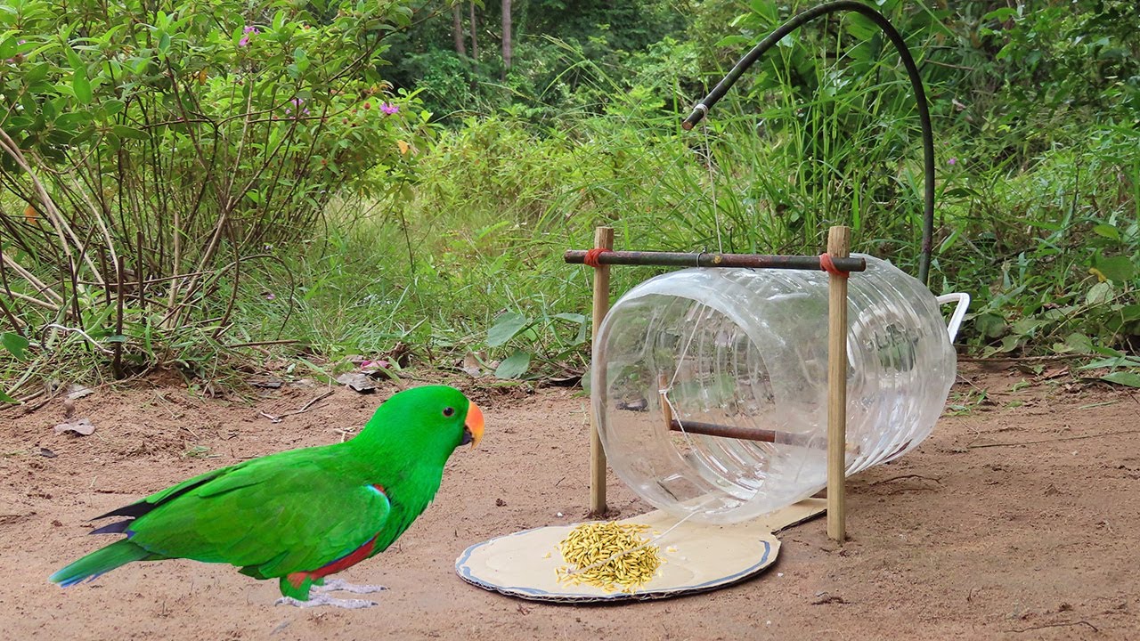 Creative Unique Quick Parrot Trap Using 5 Liters Bottle, Paper And Woods - Bird Trap Working 100%